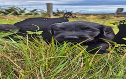 Flat coated Retriever dogs for sale: Flat coat retriever  - Image 25