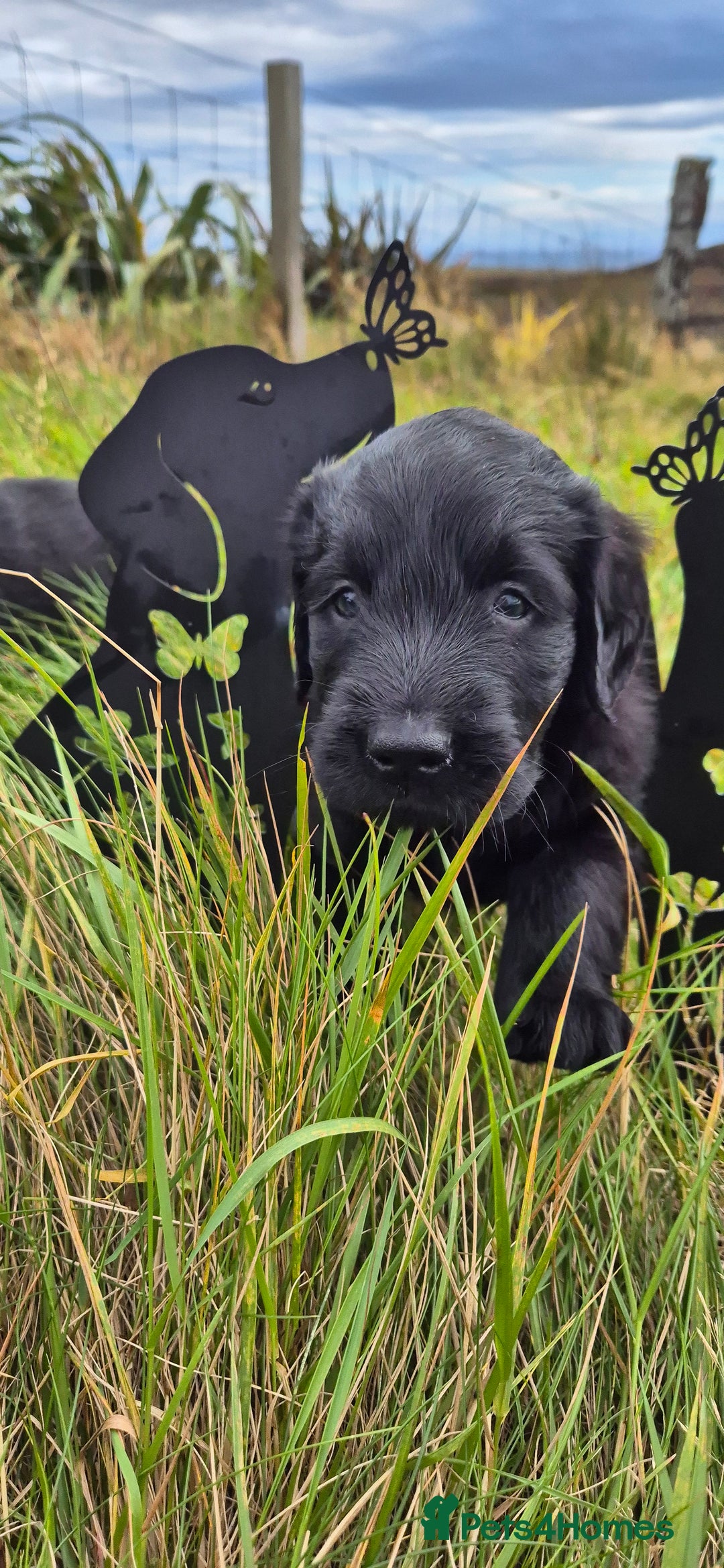Flat coated Retriever dogs for sale: Flat coat retriever  - Image 25