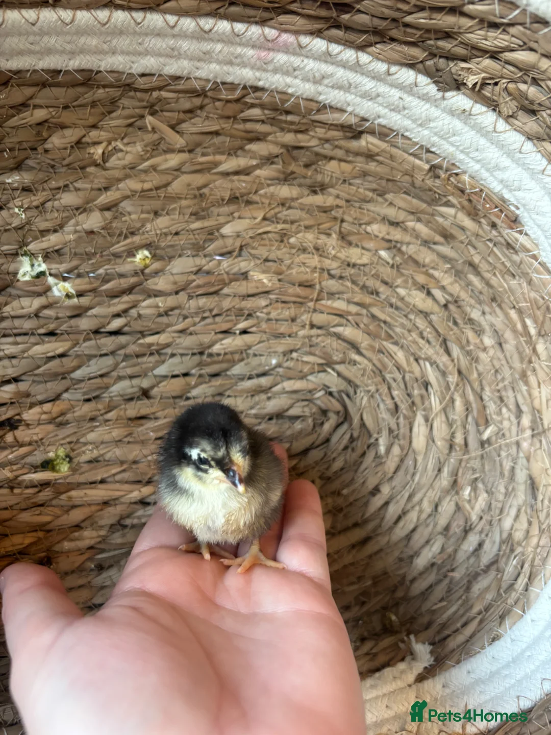 Chickens poultry for sale: Serama (smallest breed of chicken in the world) - Advert 2