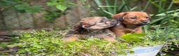 Mixed Breed dogs for sale: Exceptional Norfolk terrier x jrt pups ready now  - Advert 2