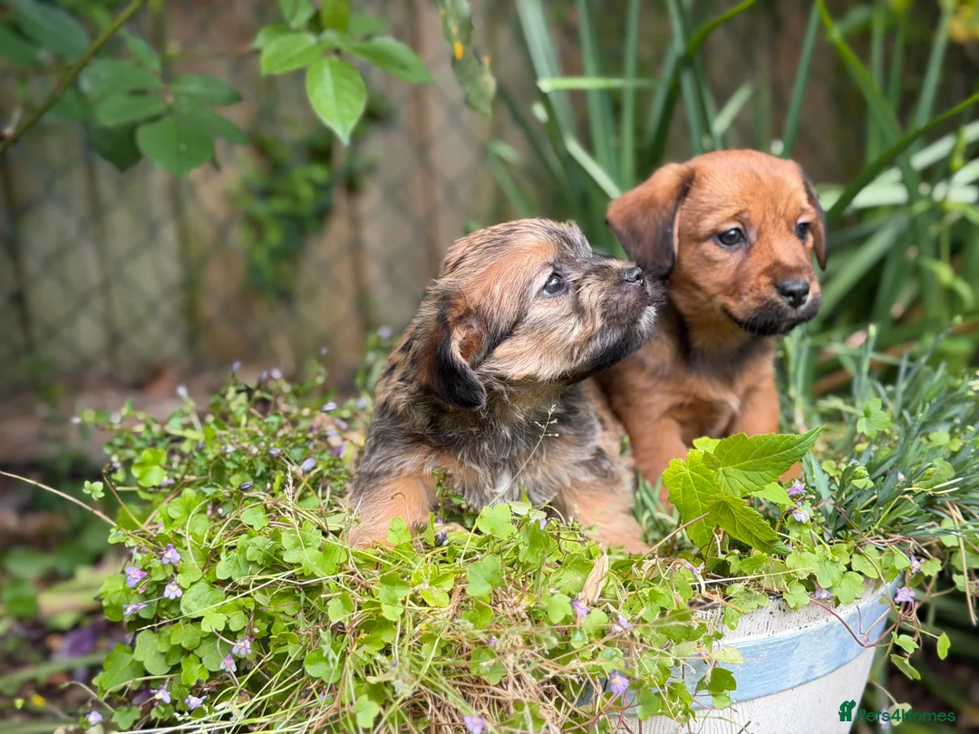 Mixed Breed dogs for sale: Exceptional Norfolk terrier x jrt pups ready now  - Advert 2