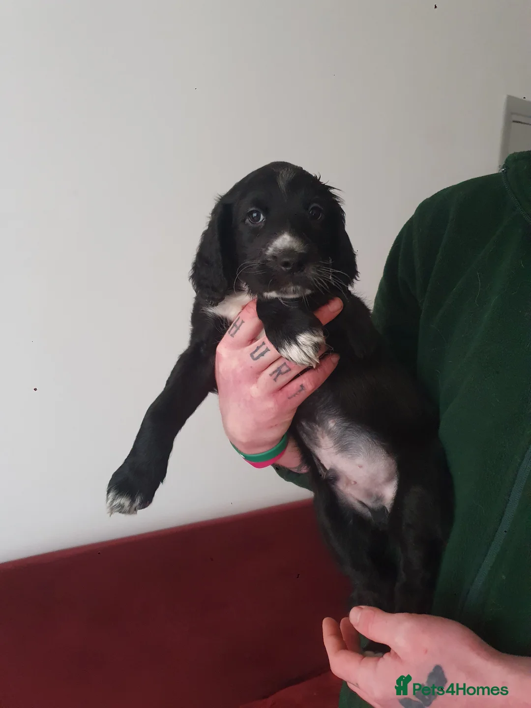 Mixed Breed dogs for sale: Gorgeous puppies for sale - Advert 3