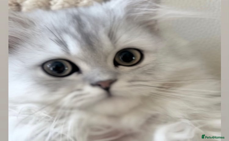 Persian cats - Advert 17