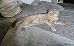 Scottish Fold cats for sale: Last scotish fold girl in Peterborough - Image 17