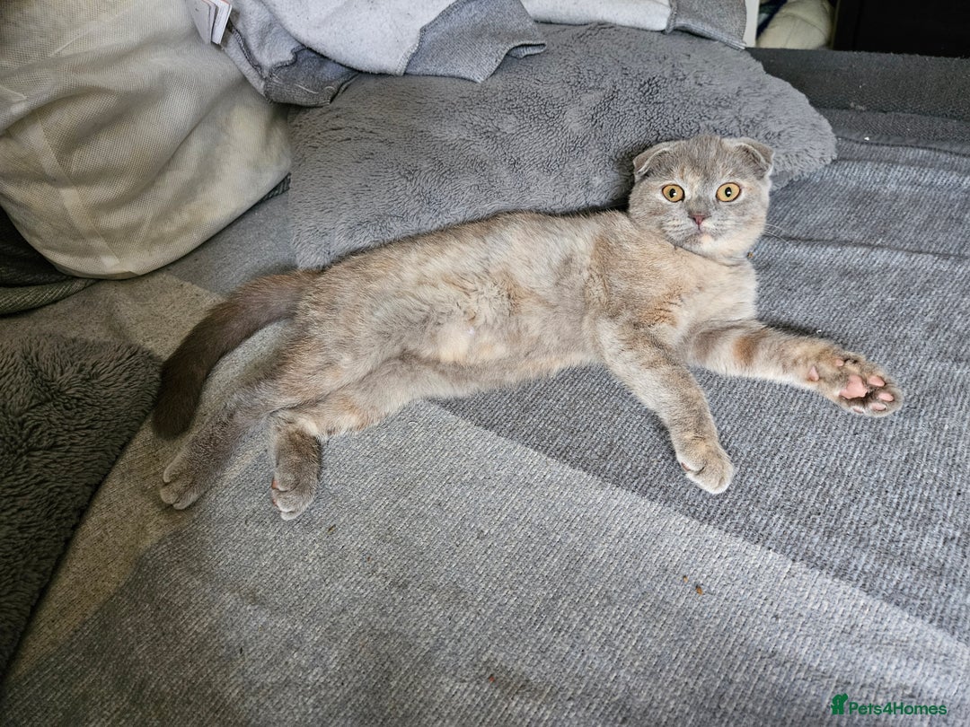 Scottish Fold cats for sale: Last scotish fold girl in Peterborough - Image 17