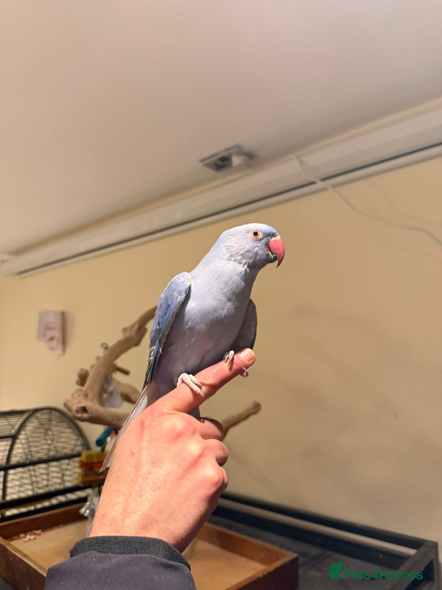 Budgerigars birds Violet Baby Ringneck! - Advert 1