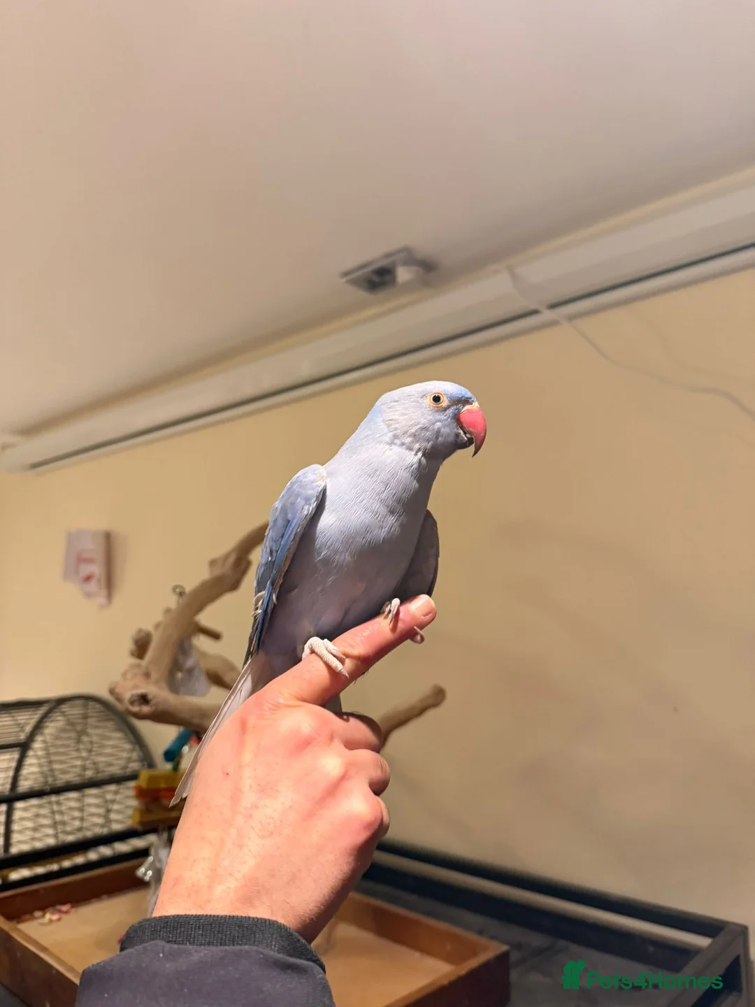 Budgerigars birds for sale: Violet Baby Ringneck! - Advert 1