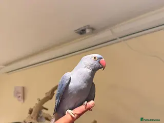 Budgerigars birds Violet Baby Ringneck! - Advert 1