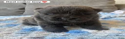 Chow Chow dogs for sale: OUTSTANDING chow chow litter  - Advert 5