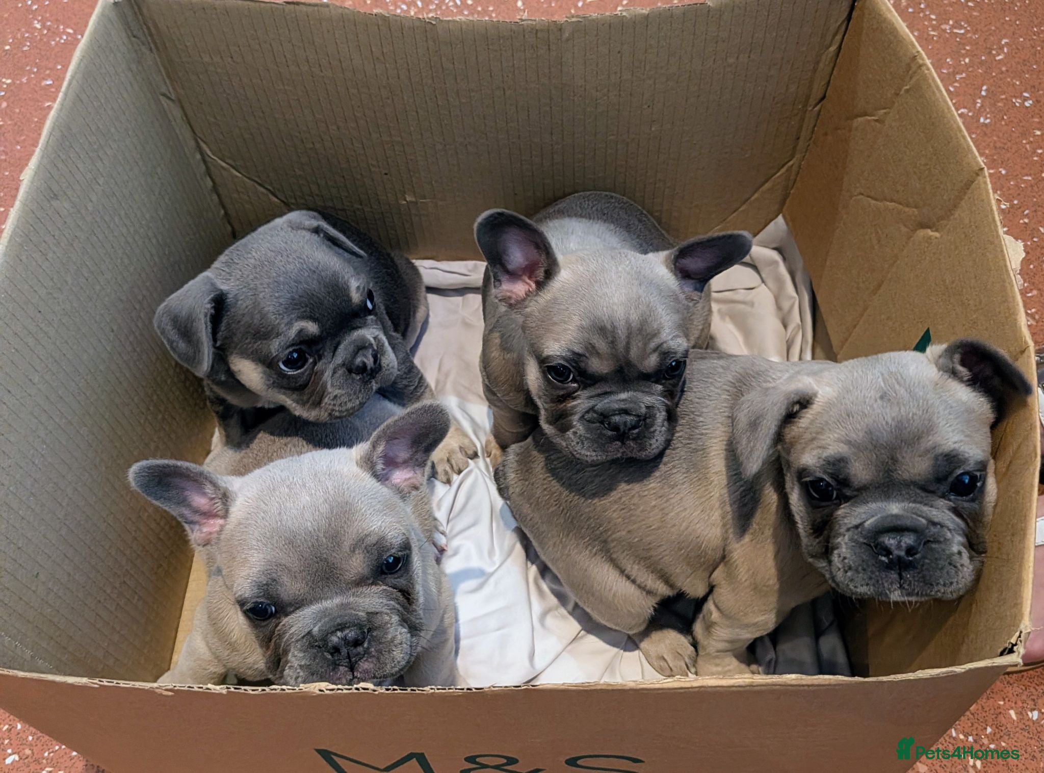 French Bulldog dogs French bulldog puppies  - Advert 2