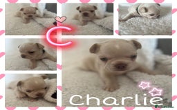 French Bulldog dogs for sale: 7 Stunning Babies ❤️💙 - Image 6