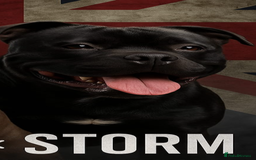 Staffordshire Bull Terrier dogs for stud: STORM FOR STUD in Newton Aycliffe - Image 35