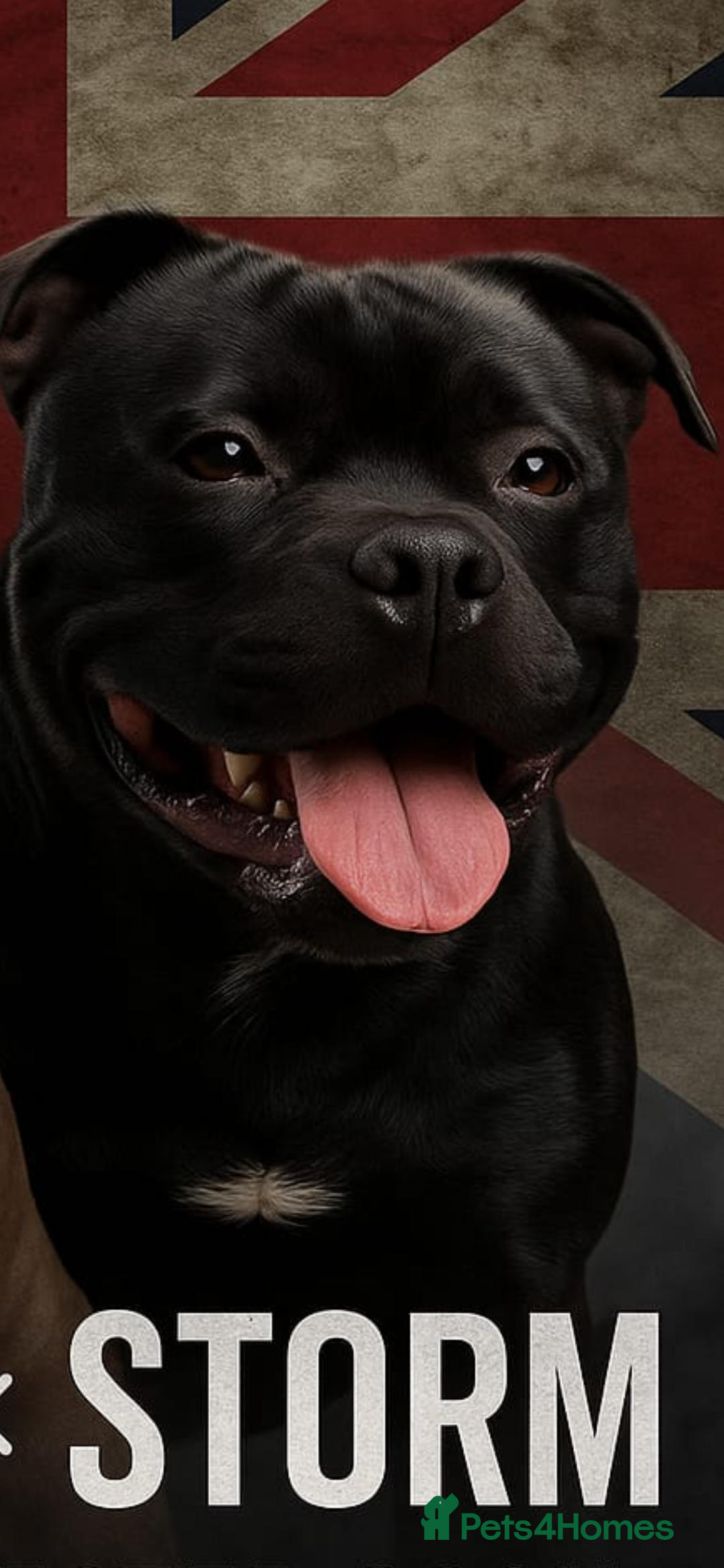 Staffordshire Bull Terrier dogs for stud: STORM FOR STUD in Newton Aycliffe - Image 35