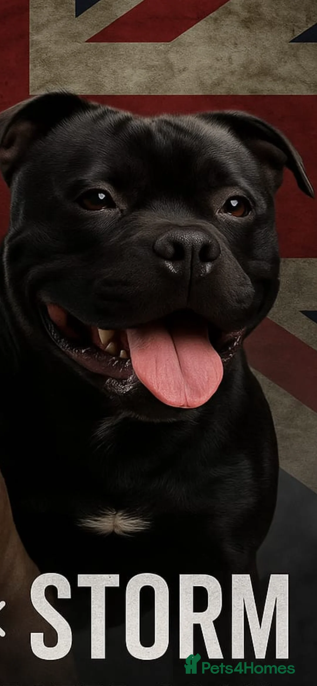 Staffordshire Bull Terrier dogs for stud: STORM FOR STUD in Newton Aycliffe - Advert 35