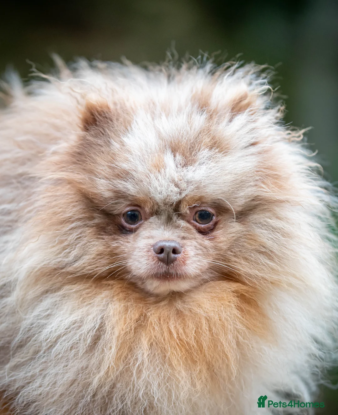 Pomeranian dogs for stud: Lilac Tan Merle Stud Boy kc in Pontefract - Advert 16