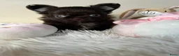Chihuahua dogs for sale: Xx Quality Thai/Russian chihuahuas Xx - Advert 17