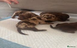 Miniature Dachshund dogs for sale: REDUCED Miniature dachshund Last Two available  in Hook - Image 11