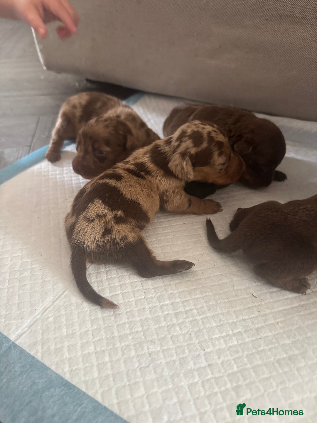 Miniature Dachshund dogs for sale: REDUCED Miniature dachshund Last Two available  in Hook - Image 11