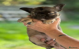 French Bulldog dogs for sale: Fluffy frenchie pups  - Image 22