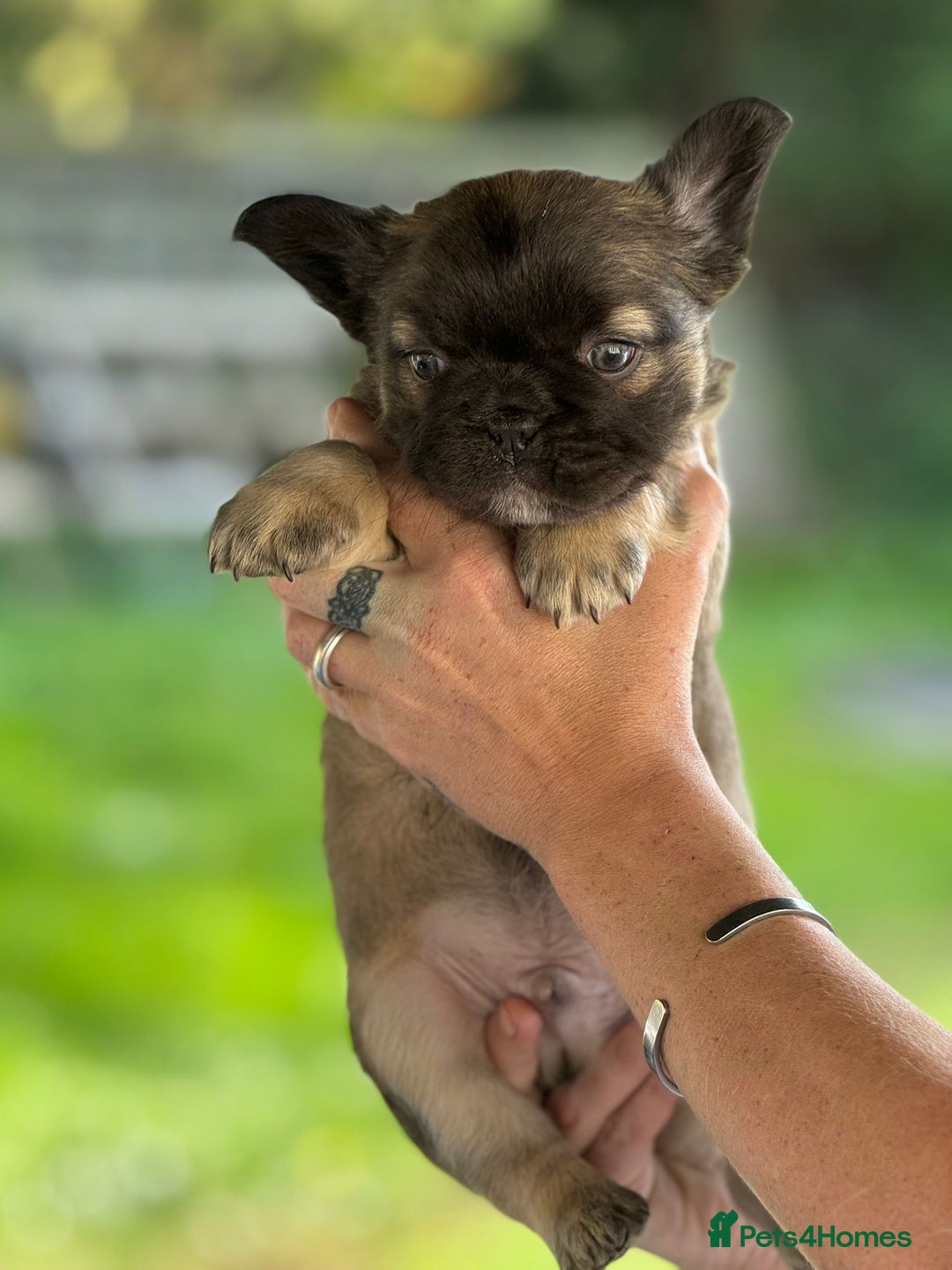 French Bulldog dogs for sale: Fluffy frenchie pups  - Image 22