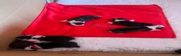 Boston Terrier dogs for sale: Stunning Boston Terrier Puppies  - Advert 5