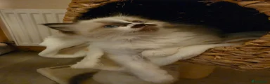 Ragdoll 1