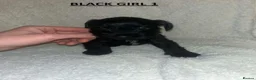 Miniature Schnauzer dogs for sale: 4 Beautiful KC Registered Puppies – 1 Girl, 3 Boys - Advert 7