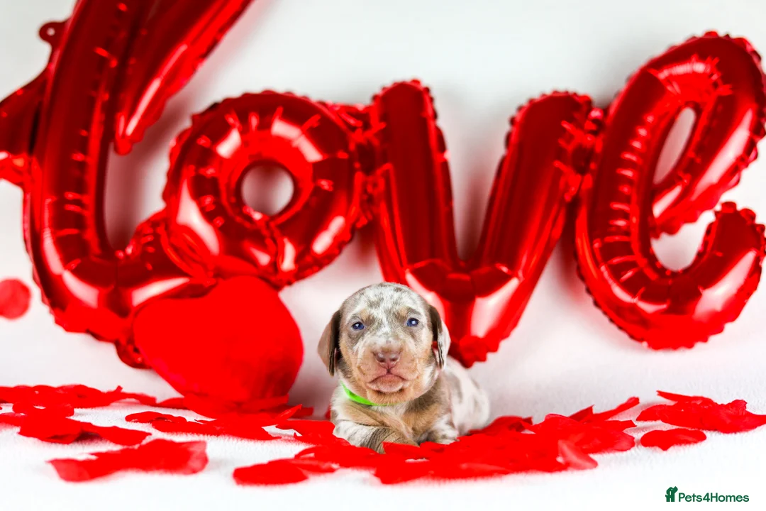 Miniature Dachshund dogs for sale: Miniature dachshund puppies  - Advert 7