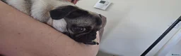 Pug dogs for sale: Loving 10 month female silver fawn pug  - Advert 3