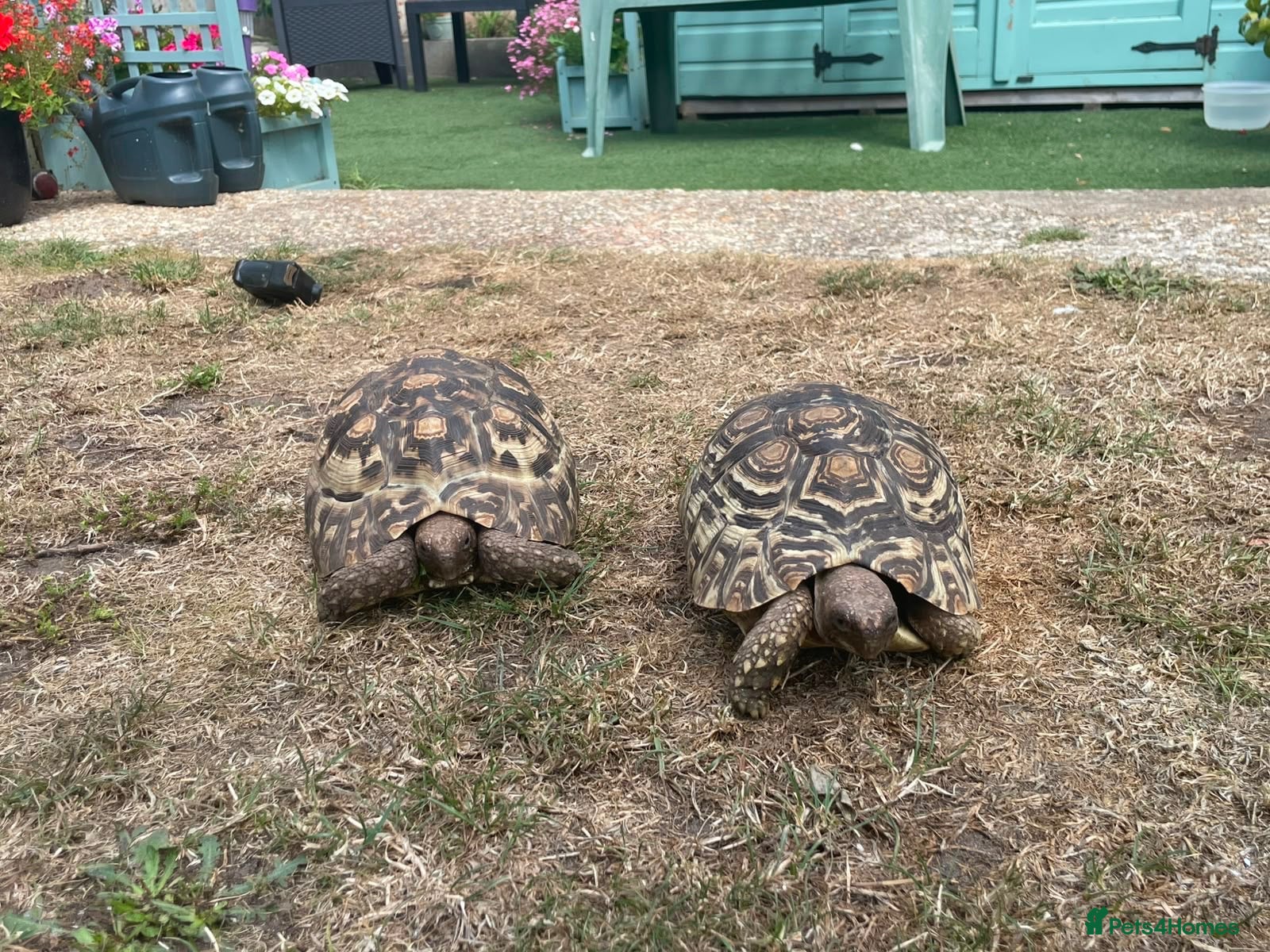 Tortoise reptiles Leopard tortoises for sale  - Advert 4