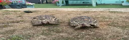 Tortoise reptiles for sale: Leopard tortoises for sale  - Advert 1