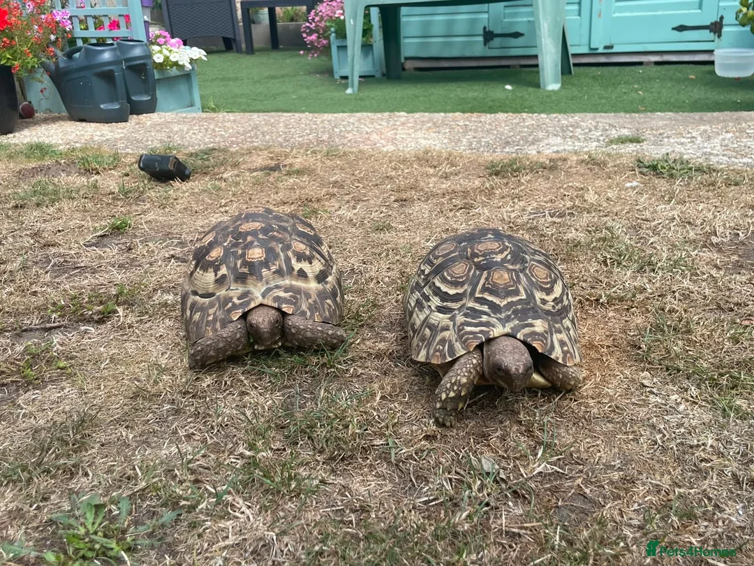 Tortoise reptiles for sale: Leopard tortoises for sale  - Advert 1