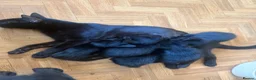 Mixed Breed cats for sale: Mixed breed kittens  - Advert 12