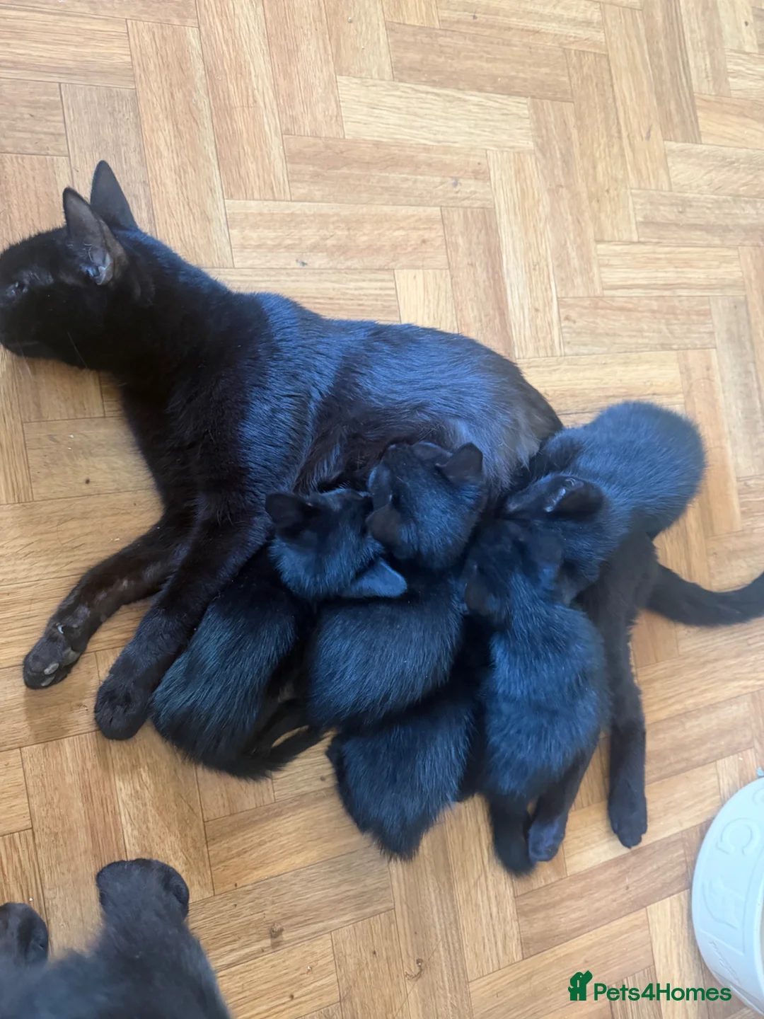 Mixed Breed cats for sale: Mixed breed kittens  - Advert 12