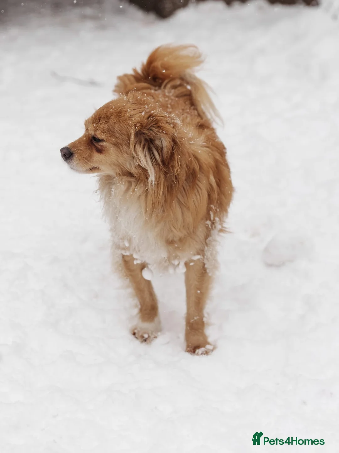 Mixed Breed dogs for adoption: ❤️Zabka❤️ little 1,5-year-old angel - Advert 8