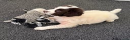 English Springer Spaniel dogs for sale: Beautiful Springer Spaniel Male  - Advert 1