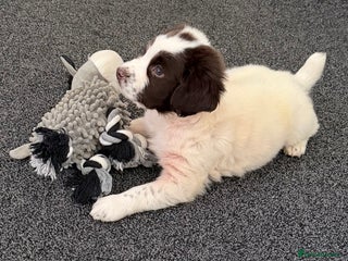 English Springer Spaniel dogs Beautiful Springer Spaniel Male - Advert 1