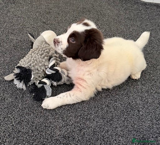 English Springer Spaniel dogs Beautiful Springer Spaniel Male - Advert 1