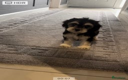 Cockapoo dogs for sale: 💗Beautiful F1 Cockapoo puppies  - Image 8