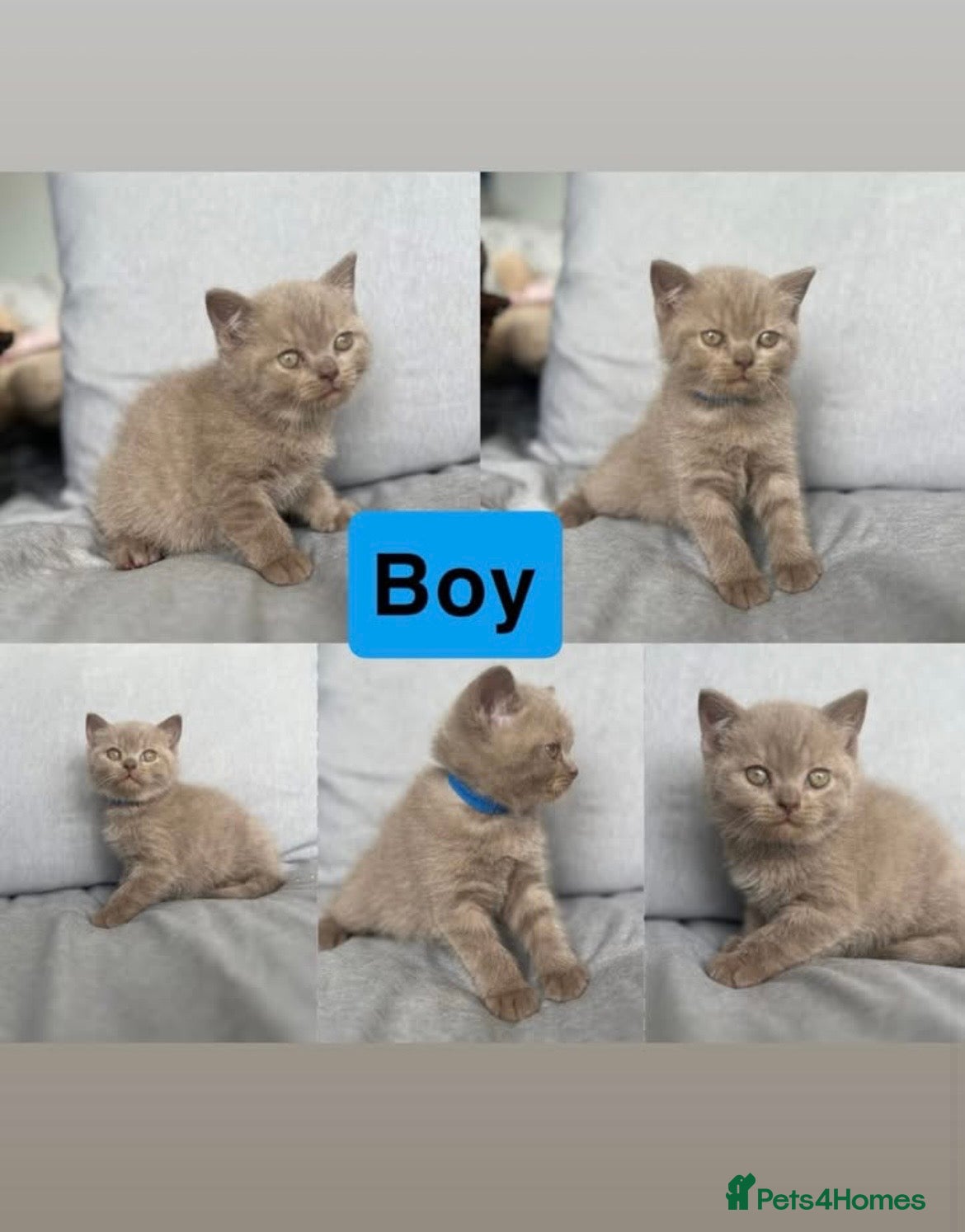 British Shorthair cats British shorthair kitten  - Advert 5