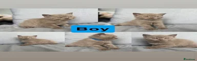 Kitten 1