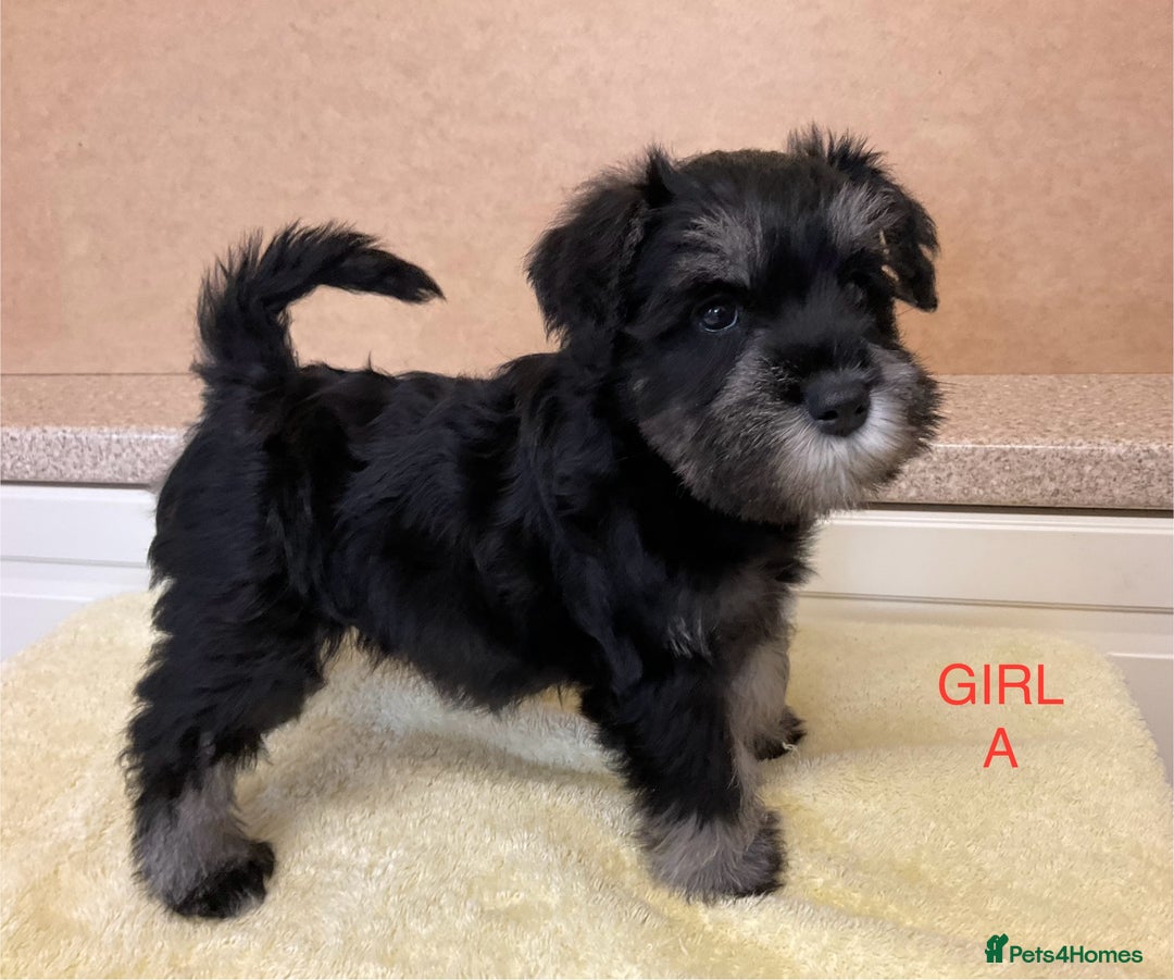 Miniature Schnauzer dogs for sale: BLACK AND SILVER PUPPIES EXCEPTIONAL PEDIGREE - Image 13