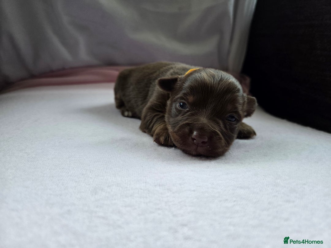 Mixed Breed dogs for sale: Beautiful Jack Russell x Chihuahua Puppies  - Image 24