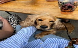 Cocker Spaniel dogs for sale: Lovely 3 year old Golden Cocker Spaniel  - Image 12