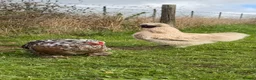 Chickens poultry for sale: CHICKENS FOR SALE – POINT OF LAY HENS & ROOSTERS in Ilfracombe - Advert 18