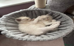 Ragdoll cats for sale: Extremely cuddly Ragdoll kittens! - Image 12