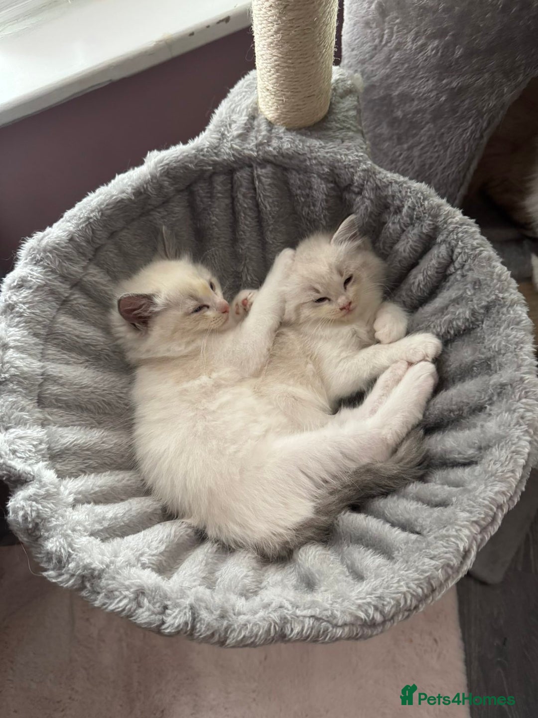 Ragdoll cats for sale: Extremely cuddly Ragdoll kittens! - Image 12