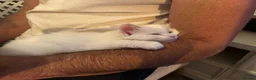 Ragamese cats for sale: Ragdoll Siamese Kittens in Aylesford - Advert 8