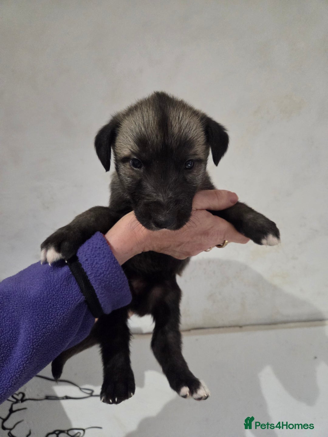 Irish Wolfhound dogs for sale: Irish wolfhound puppies for sale - Advert 2