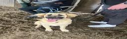 Mixed Breed dogs for sale: Dog for sale in Lee-on-the-Solent - Advert 6